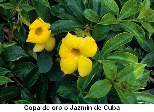 Copa de oro o Jazmín de Cuba.jpg